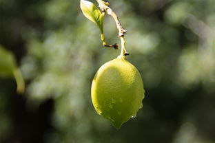 廣西柑橘在加工技術(shù)落后方面有問題，產(chǎn)業(yè)升級亟待突破瓶頸