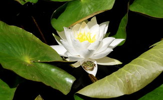 沃柑貢柑哪個(gè)產(chǎn)量高（沃柑 貢柑）