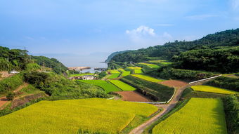 井研縣柑橘晚熟園區(qū)：產(chǎn)業(yè)升級助力鄉(xiāng)村振興新標(biāo)桿