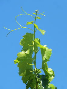 柑桔泥能種植物嗎？揭秘其種植可行性與栽培技巧