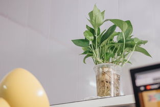 柑橘上高速綠通嗎？農(nóng)產(chǎn)品綠色通道政策全解析