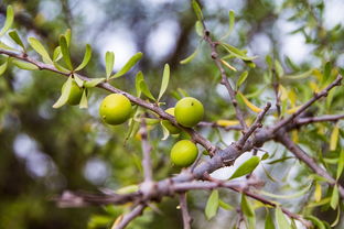 盆栽柑子樹(shù)怎么養(yǎng)（盆栽柑橘的種植方法和技術(shù)）