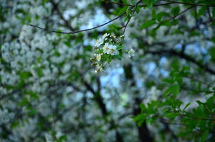 嫁接果樹(shù)技術(shù)全過(guò)程橘子（嫁接橘子用什么植物樹(shù)）