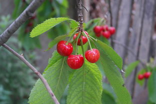 襄陽(yáng)柑橘樹(shù)苗種植技術(shù)（柑橘苗圃）