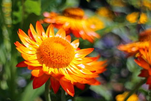 柑橘套袋幾天發(fā)芽(柑橘套袋幾天發(fā)芽?。? /></p><p>2、紅美人坐果率較高,在管理上除修剪調節(jié)結果量外,還須及時進行疏花疏果,從而提高品質,并保持健壯樹勢,達到豐產穩(wěn)產的目的。疏花:在現(xiàn)蕾至開花期進行,主要是疏除細弱枝上的無葉花序疏除細弱枝上的無葉花序。</p><p>3、選地翻耕由于紅美人柑橘種類抗寒性比較差,因此盡可能挑選在較為溫暖的地域種植,冬天氣溫也不會有很大差別。種植產業(yè)園區(qū)里的光照時長要較為充裕,有方便快捷的供水設施,土壤層要濃厚一些,有機物含量豐富多彩才可以達到種植紅美人種植標準。</p><p>4、要避免樹體上強下弱,當出現(xiàn)上強下弱的現(xiàn)象時,要抑強扶弱,可適當疏除中心干上部過密枝或上層小主枝上的較強分枝,小主枝上要裝備和培育中小型成果枝組。</p><p>5、春季開花前噴硼源庫和鋅源庫,開花后噴海靈葉型1-2次。鈣源庫和鎂源庫可在果實期噴施,防止曬傷,減少果實開裂等。在變色期噴施葉面肥,促進變色,增加甜度。與其他柑橘品種相比,紅美人對品質要求較高,因此有機肥和其他肥料必須充足,才能保證紅美人柑橘的品質。大家還有什么看法,評論留言。</p><p style=