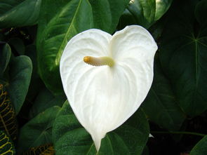 沃柑開(kāi)花期能?chē)娝E馬農(nóng)藥嗎有毒嗎（沃柑花期如何防治薊馬）
