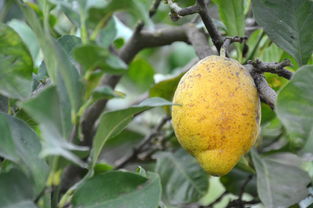 柑橘幼樹(shù)開(kāi)花期用藥（柑橘開(kāi)花期施什么肥）