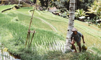 柑橘類果樹(shù)種植間距多少米合適（柑橘樹(shù)不能超過(guò)多少米）