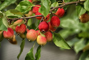 椪柑施肥技術(shù)（柑樹(shù)的種植施肥及管理）