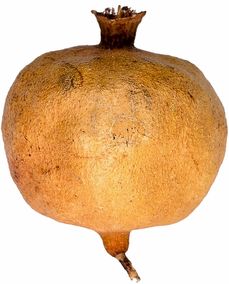 柑橘果樹(shù)病蟲(chóng)害防治方法視頻講解（柑橘樹(shù)病蟲(chóng)害防治常識(shí)）