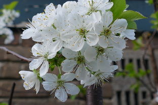 柑橘樹(shù)開(kāi)花時(shí)期修剪技術(shù)視頻教學(xué)（柑橘樹(shù)修剪教你個(gè)土辦法）