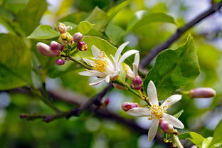 柑橘樹(shù)開(kāi)花時(shí)期修剪技術(shù)視頻教學(xué)（柑橘樹(shù)修剪教你個(gè)土辦法）