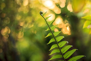 柑橘標準化栽培技術規(guī)范（柑橘種植實施方案）