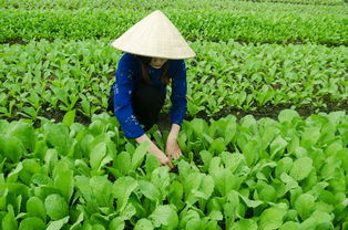 野生金桔樹(shù)幾級(jí)保護(hù)好（野生金桔樹(shù)的養(yǎng)殖方法和注意事項(xiàng)）