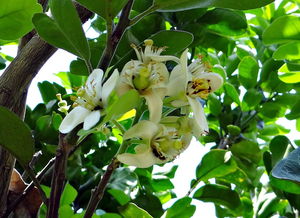柑橘種植基地考核方案表怎么寫（柑橘栽培技術(shù)培訓(xùn)考試題）