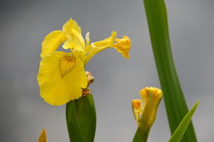柑橘樹保花保果技術(shù)視頻(柑橘樹?;ū9檬裁此帲? /></p><p>施肥:通過施肥促進(jìn)春梢成熟,增加柑橘樹體營養(yǎng)積累量,增強(qiáng)樹體長勢,減少落果現(xiàn)象。可以噴施含微量元素的葉面肥,以及在開花前科學(xué)噴施保花保果劑。修剪:盡早剪去被害干枯枝葉,同時(shí)剪去無用的枝條。對春梢進(jìn)行摘心處理,并在夏梢發(fā)至3-5厘米時(shí)全部剪去,以控制夏梢,避免其與幼果爭奪營養(yǎng)和水分。</p><h2 id='柑橘什么時(shí)候可以打?;ū9?>柑橘什么時(shí)候可以打保花保果藥</h2><p>1、在柑橘開花之后,為了確保果實(shí)的順利形成,適時(shí)噴施?;ū9乃幬锸欠浅jP(guān)鍵的一步。建議在謝花的三分之二時(shí),也就是大部分花朵已經(jīng)凋謝,僅有少數(shù)花朵還在開放的時(shí)候,進(jìn)行葉面噴施。這個(gè)時(shí)候,柑橘樹體內(nèi)的營養(yǎng)物質(zhì)已經(jīng)較為充足,可以更好地吸收和利用這些營養(yǎng)。</p><p>2、一般在花謝2/3 時(shí),用20-50毫克/升的赤霉素溶液進(jìn)行樹冠噴施。 營養(yǎng)元素類:硼肥對柑橘保花保果很關(guān)鍵,硼能促進(jìn)花粉萌發(fā)和花粉管伸長,利于授粉受精。在柑橘花期,可噴施0.1%-0.2%的硼砂溶液。</p><p>3、像柑橘樹,在謝花三分之二時(shí)打藥效果較好,此時(shí)用藥能有效防止幼果脫落,提高坐果率 。蔬菜類 番茄通常在花期和幼果期使用?;ū9巹;ㄆ谟盟幙梢员WC花朵正常發(fā)育,提高授粉成功率;幼果期打藥能防止果實(shí)因營養(yǎng)不足等原因而掉落。</p><p style=