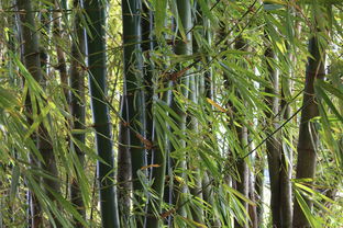 小青柑農(nóng)藥殘留多嗎怎么處理（小青柑農(nóng)藥殘留多嗎怎么處理好）