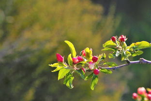沃柑花果同樹如何保果（沃柑怎樣?；ū９? /></p><p>3、沃柑花期施肥?；ū９?*** 如下：花前至花后施肥：在沃柑的花前至花后階段，應使用喜滿地高氮高鉀型水溶肥。這種肥料有助于保證花芽的正常分化，為沃柑的開花結果打下良好的基礎。結果后施肥：當沃柑結果后，為使用喜滿地的果魔方或者高鉀肥。</p><p>4、進行環(huán)割 沃柑可以通過環(huán)割的 *** 來來?；ū９?，但是環(huán)割的時間不是固定的，需要根據(jù)沃柑結果的數(shù)量來決定。如果開花量本身不多，可以在盛花期進行環(huán)割，如果本身開花量比較多，可以等到花朵凋謝后進行環(huán)割。肥水管理 沃柑在花期，應該合理施肥，保證好肥水。</p><h2 id='沃柑?；ū９氁h(huán)割嗎'>沃柑保花保果須要環(huán)割嗎</h2><p>1、綜上所述，環(huán)割或環(huán)剝技術在沃柑?；ū９邪l(fā)揮著重要作用，但在實施過程中需注意時間選擇、樹勢選擇以及技術 *** 作的準確性，以確保達到更佳的保果效果。</p><p>2、沃柑?；ū９玫?*** 主要包括以下幾點：進行環(huán)割：根據(jù)沃柑的開花量決定環(huán)割時間。若開花量不多，可在盛花期進行；若開花量較多，可等到花朵凋謝后進行。肥水管理：在春季出現(xiàn)花蕾時，施一次促花肥，使用適當?shù)姆柿虾凸喔?、噴施葉面肥來補充微量元素。</p><p>3、沃柑的?；ū９?*** 多種多樣，其中環(huán)割是一種常見且有效的 *** 。然而，環(huán)割的時機需根據(jù)沃柑結果的數(shù)量靈活調(diào)整。若開花量較少，可在盛花期進行環(huán)割；若開花量豐富，則應待花朵凋謝后再進行。這一 *** 作旨在通過控制營養(yǎng)流動，促進果實發(fā)育。在沃柑的花期，合理的肥水管理至關重要。</p><p>4、要。果樹根系吸收養(yǎng)分水分，通過枝干木質部輸送到枝葉，養(yǎng)好了葉片，葉片再進行光合作用，合成碳水化合物。其中一部分留樹，供樹體器官之需，另一部分通過枝干韌皮部輸送到根系，維持根系生長需要。</p><p style=