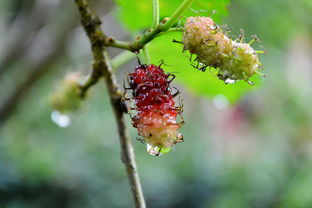 粑粑柑栽培技術(shù)（粑粑柑栽培技術(shù)與管理）